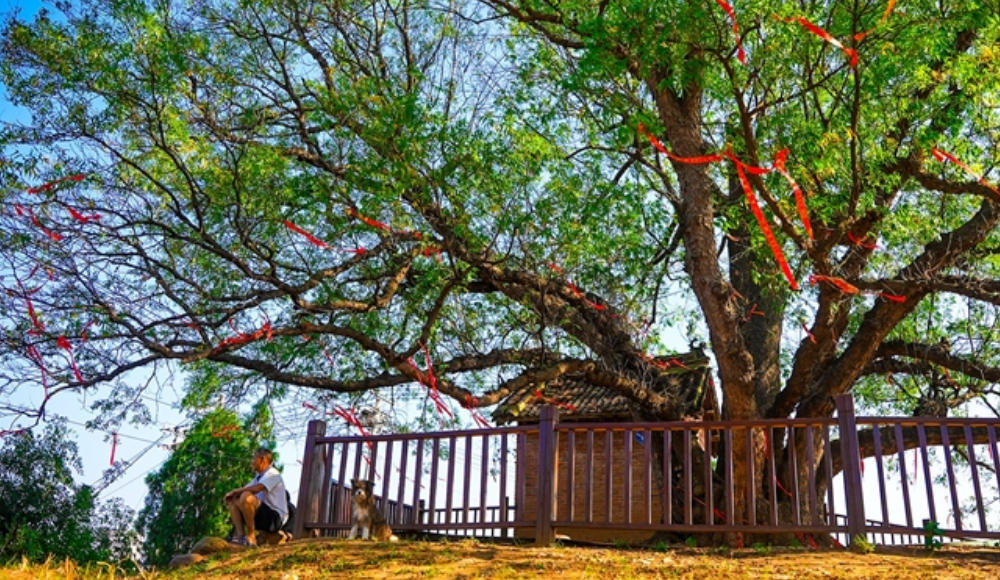 守護(hù)“樹梢上的河南”